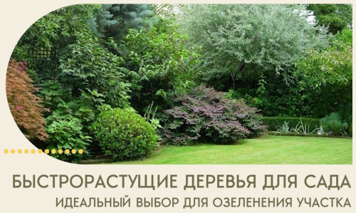 Быстрорастущие деревья для сада идеальный выбор в Нововоронеже