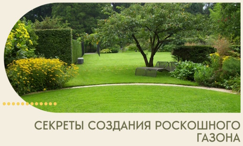 Секреты создания роскошного газона в Нововоронеже